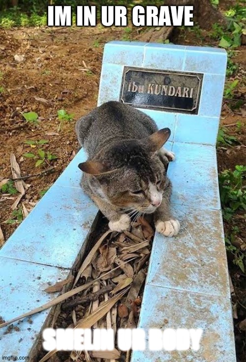 Cat in grave | IM IN UR GRAVE; SMELIN UR BODY | image tagged in cats | made w/ Imgflip meme maker