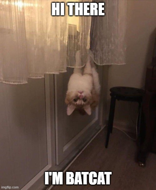 BatCat hangin' | HI THERE; I'M BATCAT | image tagged in batman,cat,fun | made w/ Imgflip meme maker