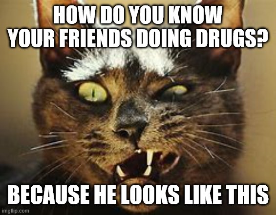 How do uk their doin' drugs? | HOW DO YOU KNOW YOUR FRIENDS DOING DRUGS? BECAUSE HE LOOKS LIKE THIS | image tagged in drugs cat | made w/ Imgflip meme maker