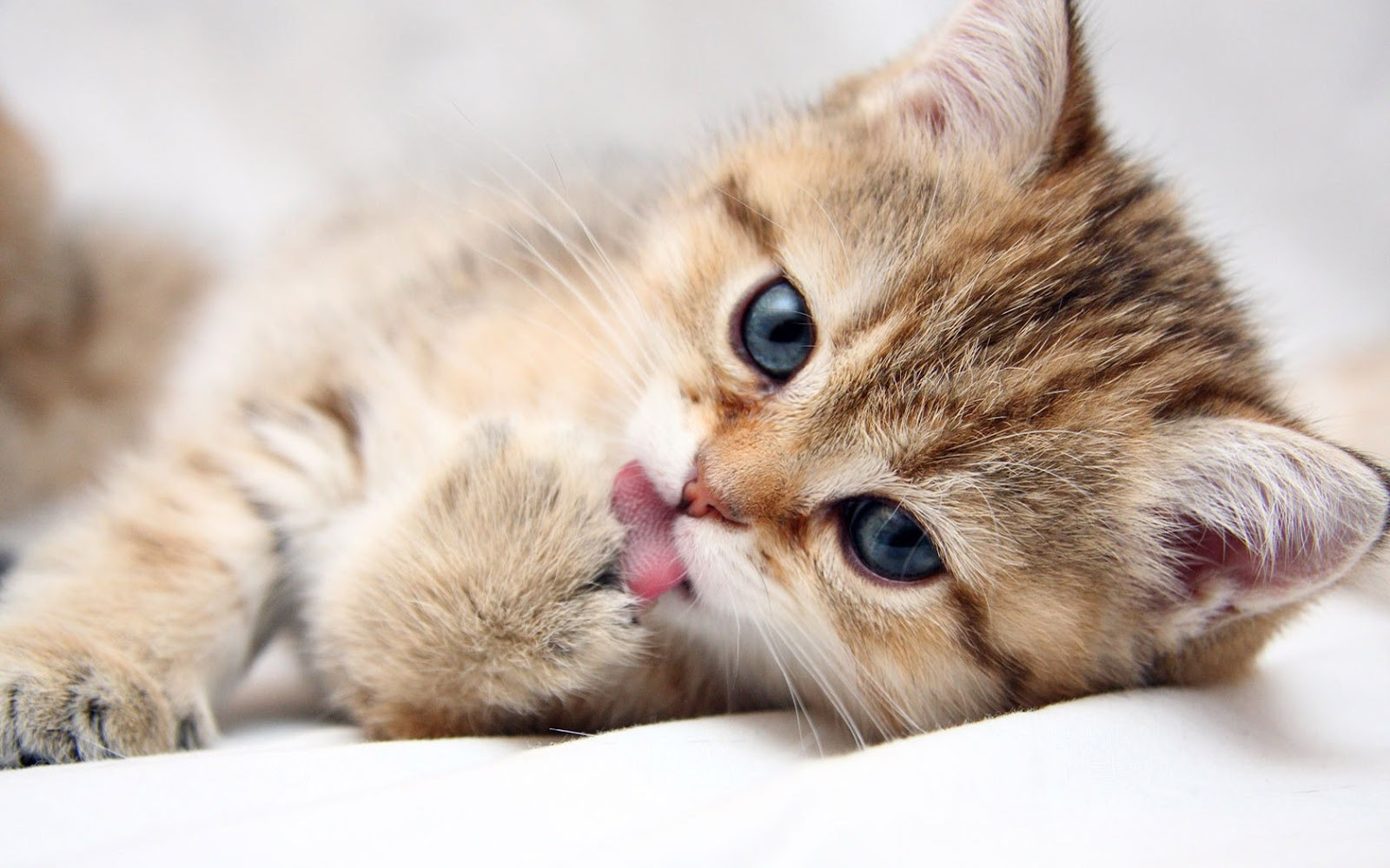 kitten washing paw Blank Meme Template