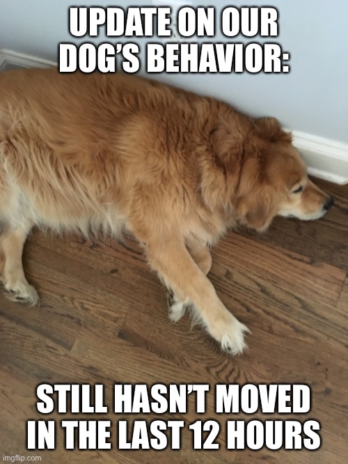 Dog behavior update |  UPDATE ON OUR DOG’S BEHAVIOR:; STILL HASN’T MOVED IN THE LAST 12 HOURS | image tagged in dog,update,behavior,lazy | made w/ Imgflip meme maker