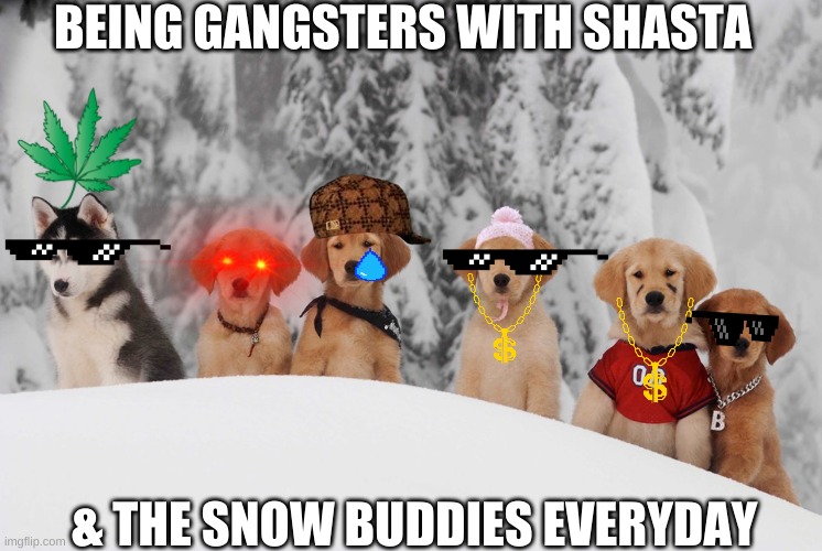 The Gangster Dogs | BEING GANGSTERS WITH SHASTA; & THE SNOW BUDDIES EVERYDAY | image tagged in snow day | made w/ Imgflip meme maker