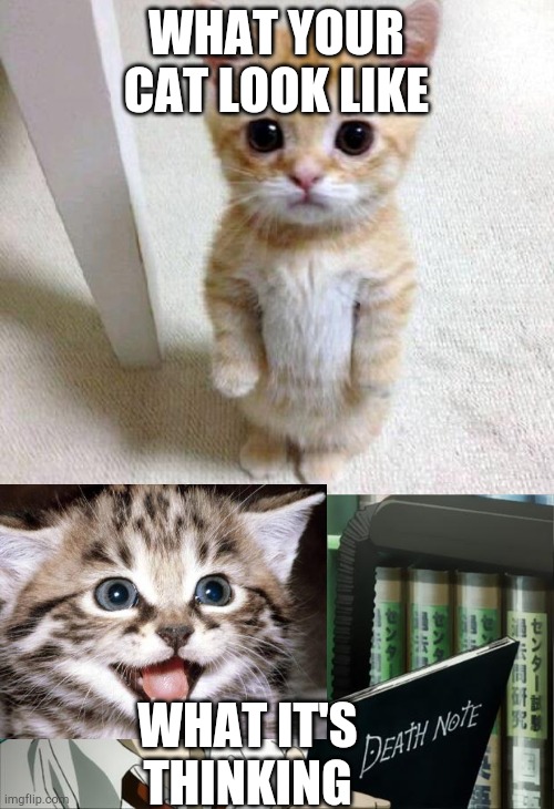 Amirite? | WHAT YOUR CAT LOOK LIKE; WHAT IT'S THINKING | image tagged in memes,cute cat,death note,evil cat | made w/ Imgflip meme maker