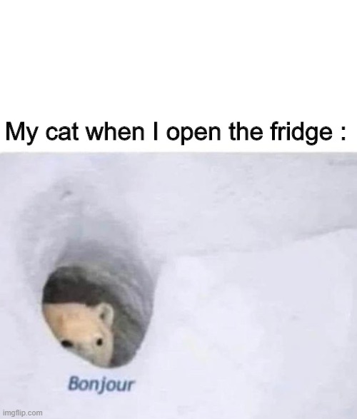 Meme12 | My cat when I open the fridge : | image tagged in bonjour | made w/ Imgflip meme maker