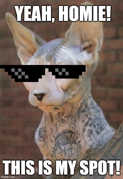 Thug Cat | YEAH, HOMIE! THIS IS MY SPOT! | image tagged in thug cat | made w/ Imgflip meme maker