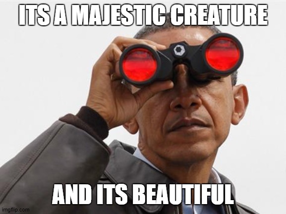 ITS A MAJESTIC CREATURE AND ITS BEAUTIFUL | image tagged in obama binoculars | made w/ Imgflip meme maker