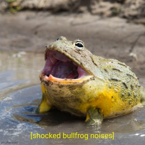 Shocked bullfrog noises | image tagged in shocked bullfrog noises | made w/ Imgflip meme maker