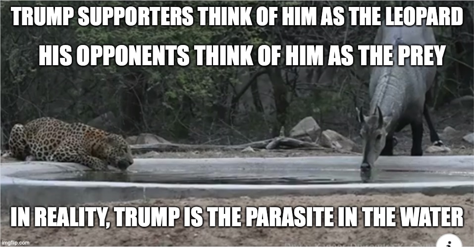 Parasitic Trump | TRUMP SUPPORTERS THINK OF HIM AS THE LEOPARD; HIS OPPONENTS THINK OF HIM AS THE PREY; IN REALITY, TRUMP IS THE PARASITE IN THE WATER | image tagged in donald trump,politics,leftists,liberals | made w/ Imgflip meme maker