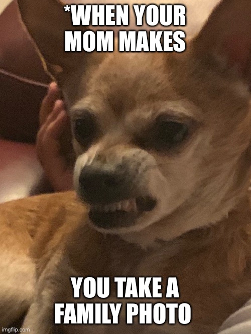 Another meme of my dog ? | *WHEN YOUR MOM MAKES; YOU TAKE A FAMILY PHOTO | image tagged in chihuahua,family photo | made w/ Imgflip meme maker