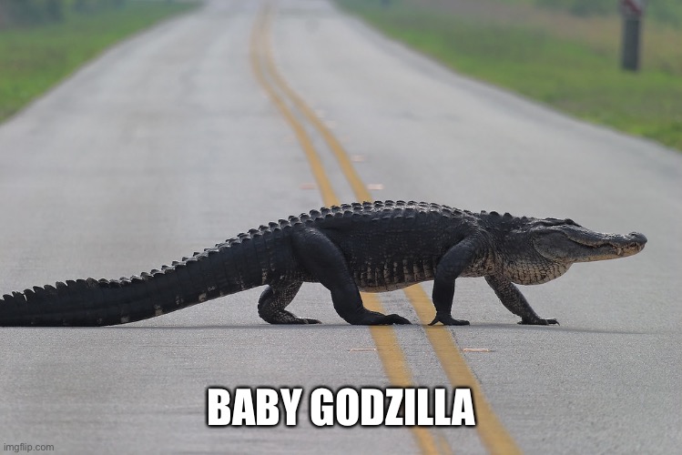 gator crossing road | BABY GODZILLA | image tagged in gator crossing road | made w/ Imgflip meme maker