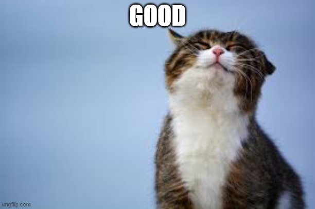 happy_cat_good | GOOD | image tagged in happy cat good | made w/ Imgflip meme maker