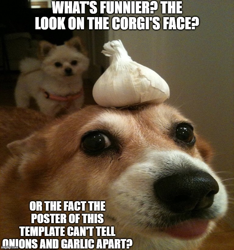 Onion Corgi | WHAT'S FUNNIER? THE LOOK ON THE CORGI'S FACE? OR THE FACT THE POSTER OF THIS TEMPLATE CAN'T TELL ONIONS AND GARLIC APART? | image tagged in onion corgi | made w/ Imgflip meme maker