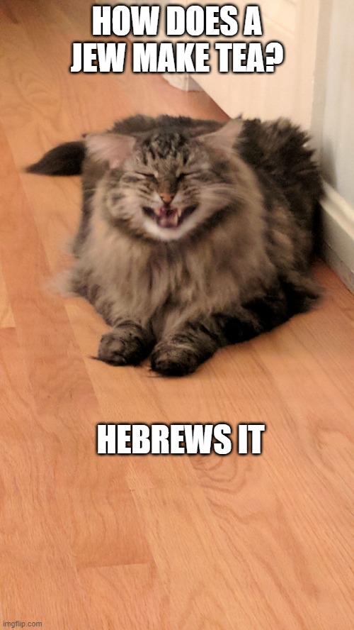 Bad joke cat | HOW DOES A JEW MAKE TEA? HEBREWS IT | image tagged in bad joke cat,jews,tea,jew,jokes,funny cat memes | made w/ Imgflip meme maker