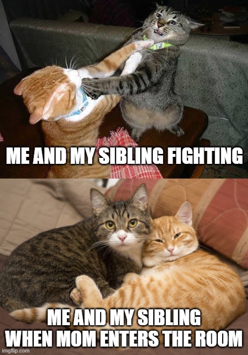 sibling meme | ME AND MY SIBLING FIGHTING; ME AND MY SIBLING WHEN MOM ENTERS THE ROOM | image tagged in two cats fighting for real | made w/ Imgflip meme maker