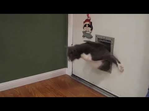 High Quality Cat Sticking Head Through Doggy Door Blank Meme Template