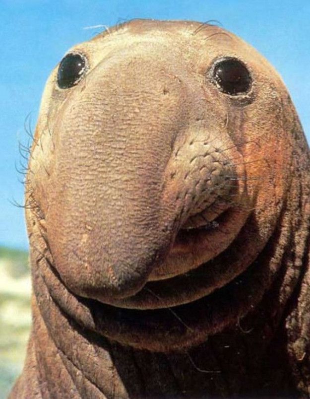 Awkward elephant seal Blank Meme Template