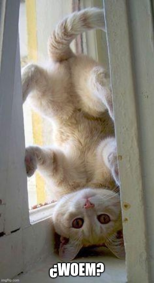 upside down cat | ¿WOEM? | image tagged in upside down cat | made w/ Imgflip meme maker