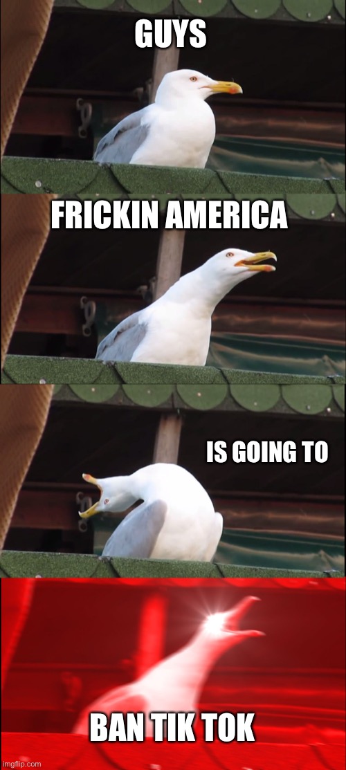 Tik tok is going to be struck by the banhammer | GUYS; FRICKIN AMERICA; IS GOING TO; BAN TIK TOK | image tagged in memes,inhaling seagull,tiktok,delete,funny memes | made w/ Imgflip meme maker