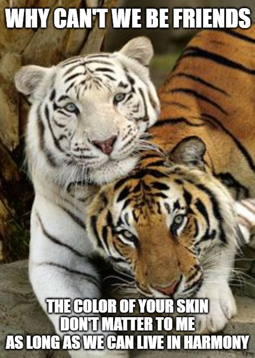 Friends | WHY CAN'T WE BE FRIENDS; THE COLOR OF YOUR SKIN DON'T MATTER TO ME
AS LONG AS WE CAN LIVE IN HARMONY | image tagged in cats,memes,fun,funny,funny memes,2020 | made w/ Imgflip meme maker