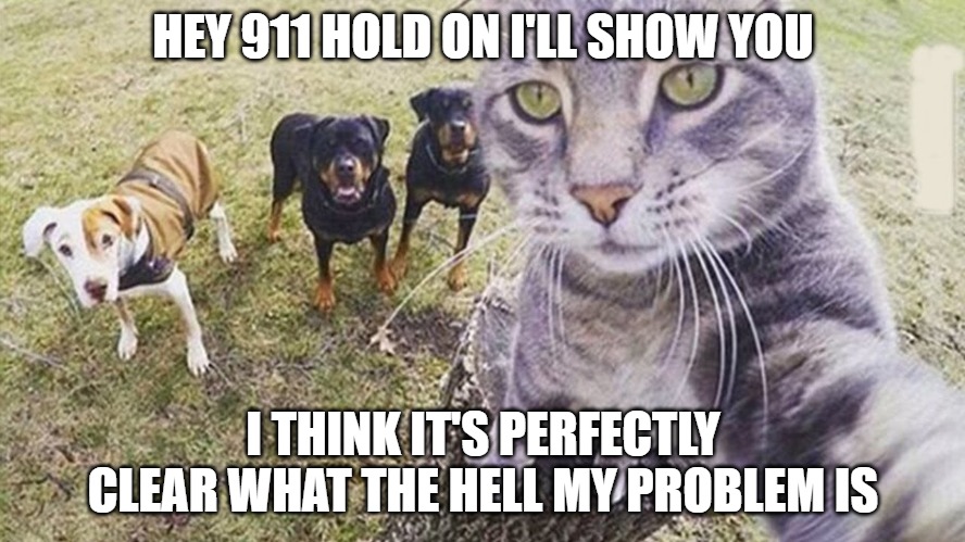 I'll just show you | HEY 911 HOLD ON I'LL SHOW YOU; I THINK IT'S PERFECTLY CLEAR WHAT THE HELL MY PROBLEM IS | image tagged in cats,dogs,memes,fun,funny,funny memes | made w/ Imgflip meme maker