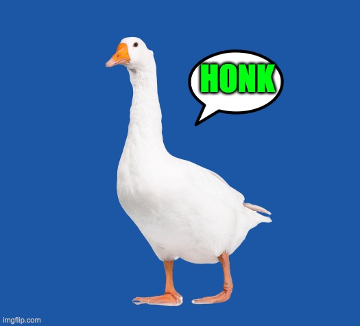 the honk | HONK | image tagged in goose,honk | made w/ Imgflip meme maker