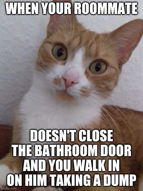 Awkward cat | WHEN YOUR ROOMMATE; DOESN'T CLOSE THE BATHROOM DOOR AND YOU WALK IN ON HIM TAKING A DUMP | image tagged in awkward cat,roommates,funny cat memes,surprised cat,awkward moment,caturday | made w/ Imgflip meme maker
