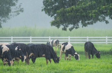 Cows in da rain Blank Meme Template