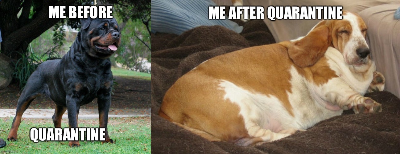 Before and after quarantine | ME AFTER QUARANTINE; ME BEFORE; QUARANTINE | image tagged in quarantine | made w/ Imgflip meme maker