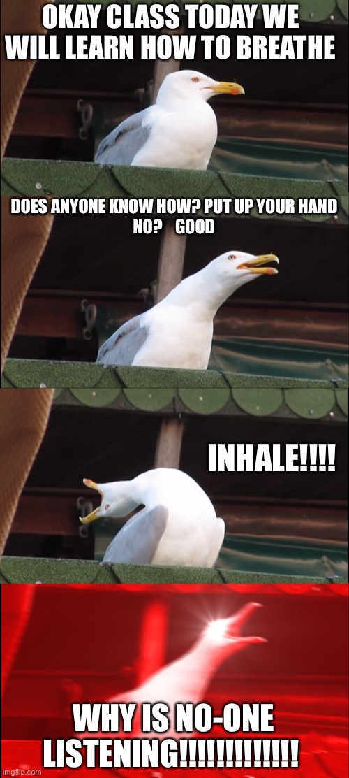 Breathing lessons with INHALING SEAGULL | OKAY CLASS TODAY WE WILL LEARN HOW TO BREATHE; DOES ANYONE KNOW HOW? PUT UP YOUR HAND
NO?    GOOD; INHALE!!!! WHY IS NO-ONE LISTENING!!!!!!!!!!!!! | image tagged in memes,inhaling seagull | made w/ Imgflip meme maker