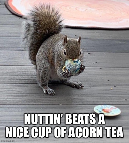 Good to the Last Drop | NUTTIN’ BEATS A NICE CUP OF ACORN TEA | image tagged in acorn,tea,squirrel,nuttin | made w/ Imgflip meme maker