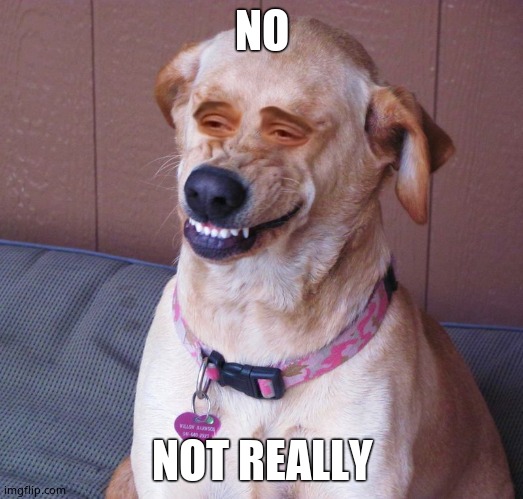 Dog smile | NO NOT REALLY | image tagged in dog smile | made w/ Imgflip meme maker