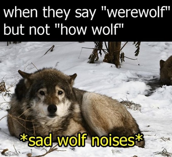 Sad wolf sounds | image tagged in memes,funny,pandaboyplaysyt,wolf | made w/ Imgflip meme maker