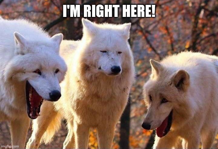 Laughing wolf | I'M RIGHT HERE! | image tagged in laughing wolf | made w/ Imgflip meme maker