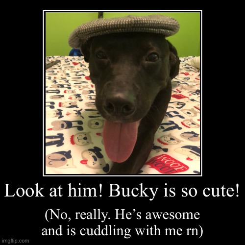 Bucky Is Getting a GIF Show! Look for episodes every Wednesday!  comment what buck should do! 1st episode July 19-20 | image tagged in funny,demotivationals | made w/ Imgflip demotivational maker