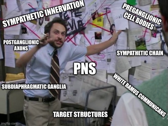 Charlie Day | PREGANGLIONIC CELL BODIES; SYMPATHETIC INNERVATION; POSTGANGLIONIC AXONS; SYMPATHETIC CHAIN; PNS; SUBDIAPHRAGMATIC GANGLIA; WHITE RAMUS COMMUNICANS; TARGET STRUCTURES | image tagged in charlie day | made w/ Imgflip meme maker