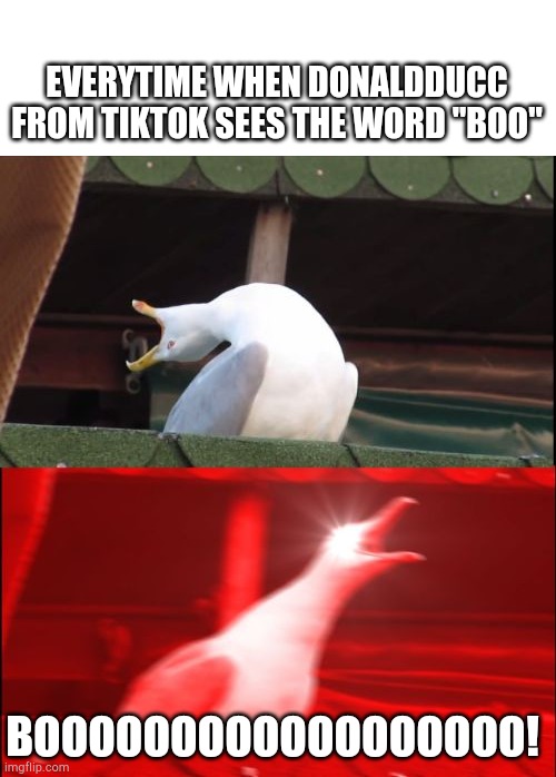Only Tik Tok users will get it | EVERYTIME WHEN DONALDDUCC FROM TIKTOK SEES THE WORD "BOO"; BOOOOOOOOOOOOOOOOOO! | image tagged in screaming seagull | made w/ Imgflip meme maker