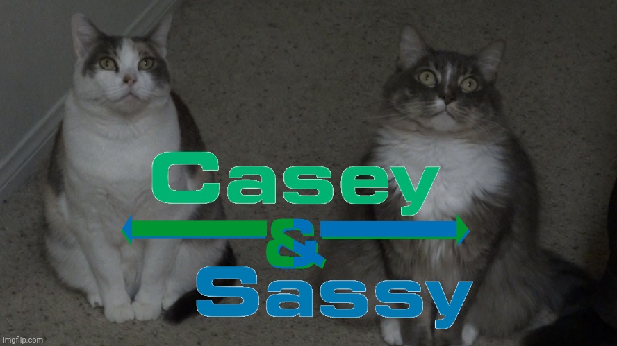 Casey and Sassy | image tagged in casey and sassy,cat memes,dank memes,cats,funny | made w/ Imgflip meme maker