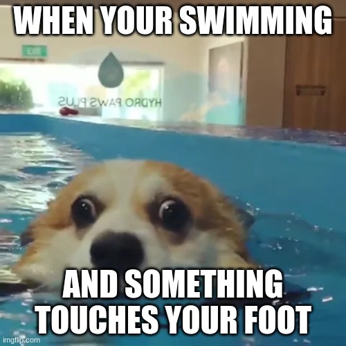 oh no- | WHEN YOUR SWIMMING; AND SOMETHING TOUCHES YOUR FOOT | image tagged in dog,swimming,memes | made w/ Imgflip meme maker