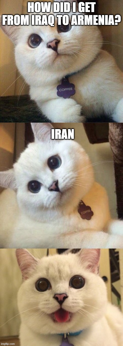 bad pun cat  | HOW DID I GET FROM IRAQ TO ARMENIA? IRAN | image tagged in bad pun cat,coffee,bad joke,funny cat memes,bad pun,cat memes | made w/ Imgflip meme maker