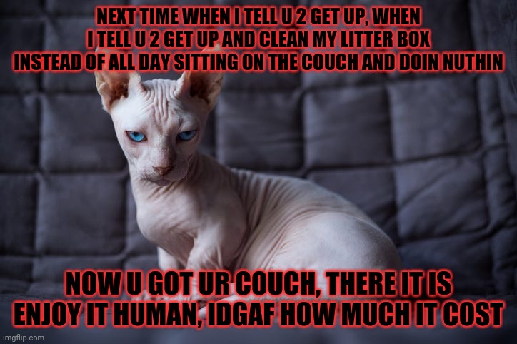 NEXT TIME WHEN I TELL U 2 GET UP, WHEN I TELL U 2 GET UP AND CLEAN MY LITTER BOX INSTEAD OF ALL DAY SITTING ON THE COUCH AND DOIN NUTHIN; NOW U GOT UR COUCH, THERE IT IS ENJOY IT HUMAN, IDGAF HOW MUCH IT COST | image tagged in cat memes,savage memes,cats,memes,mad cat,couch | made w/ Imgflip meme maker