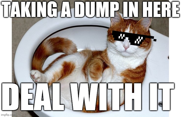Funny Cat | TAKING A DUMP IN HERE; DEAL WITH IT | image tagged in funny cat,funny memes,cats,memes,dank memes,deal with it | made w/ Imgflip meme maker