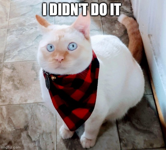 Bucky the Cat | I DIDN'T DO IT | image tagged in bucky i didn't do it | made w/ Imgflip meme maker