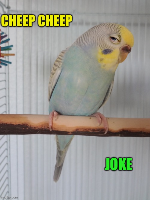 Sceptical Budgie | CHEEP CHEEP JOKE | image tagged in sceptical budgie | made w/ Imgflip meme maker