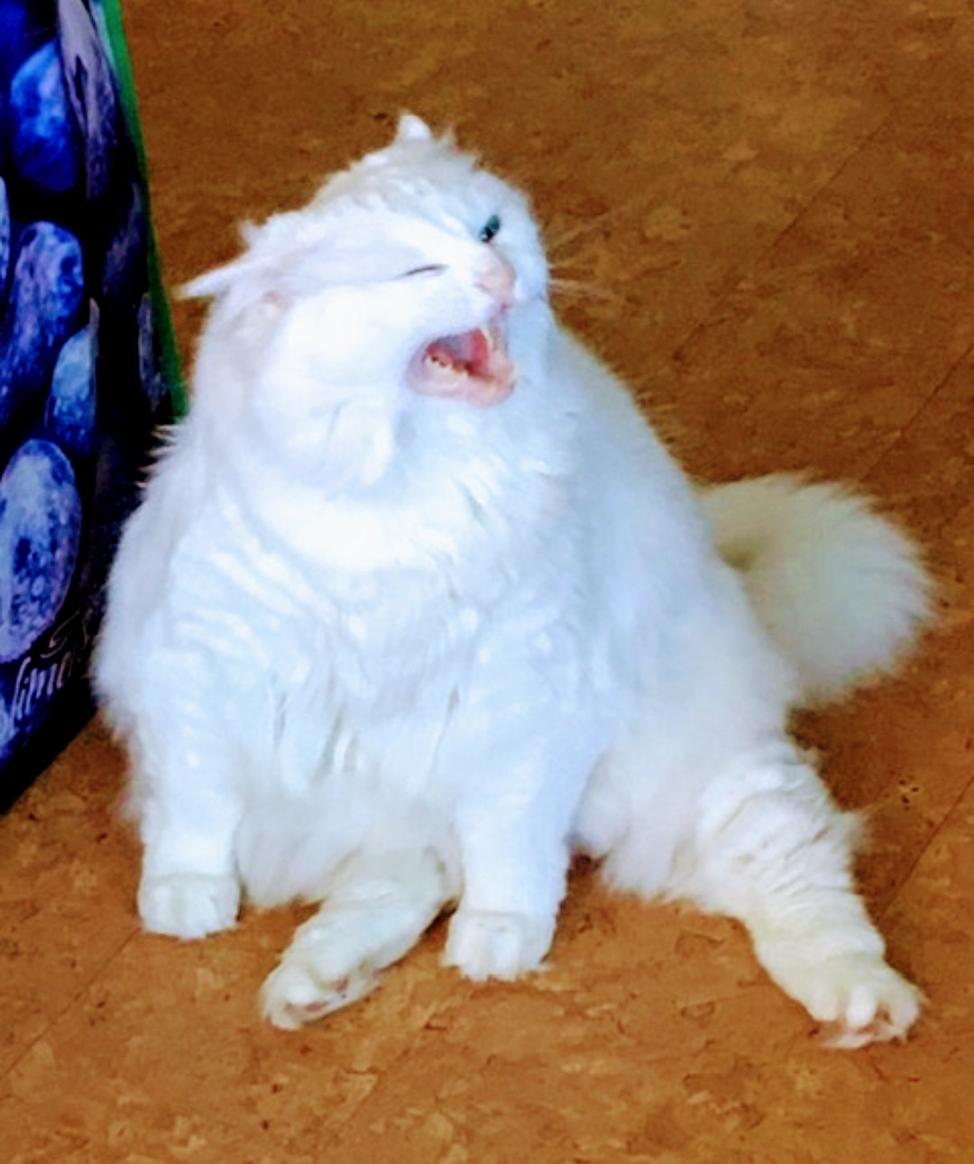 Yelling White Cat Blank Meme Template