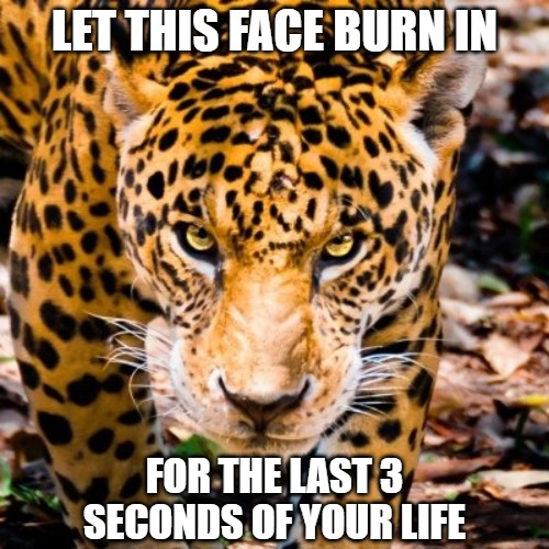 Feel the burn | LET THIS FACE BURN IN; FOR THE LAST 3
SECONDS OF YOUR LIFE | image tagged in cats,leopards,memes,fun,funny,funny memes | made w/ Imgflip meme maker