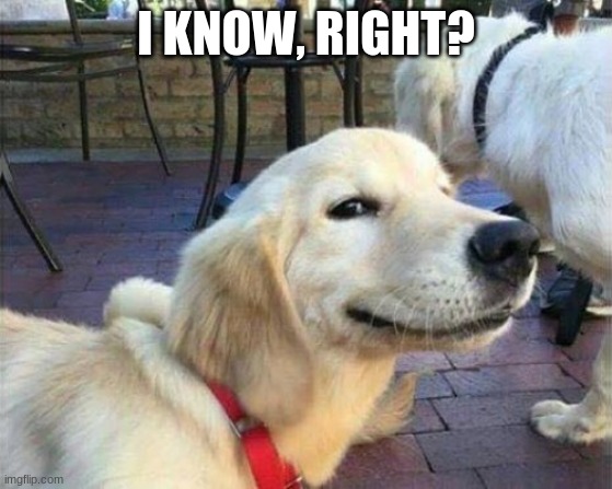 dog smiling | I KNOW, RIGHT? | image tagged in dog smiling | made w/ Imgflip meme maker
