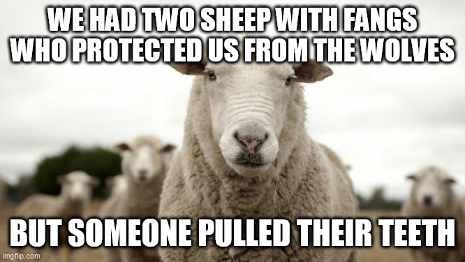 Sheep | WE HAD TWO SHEEP WITH FANGS WHO PROTECTED US FROM THE WOLVES BUT SOMEONE PULLED THEIR TEETH | image tagged in sheep | made w/ Imgflip meme maker