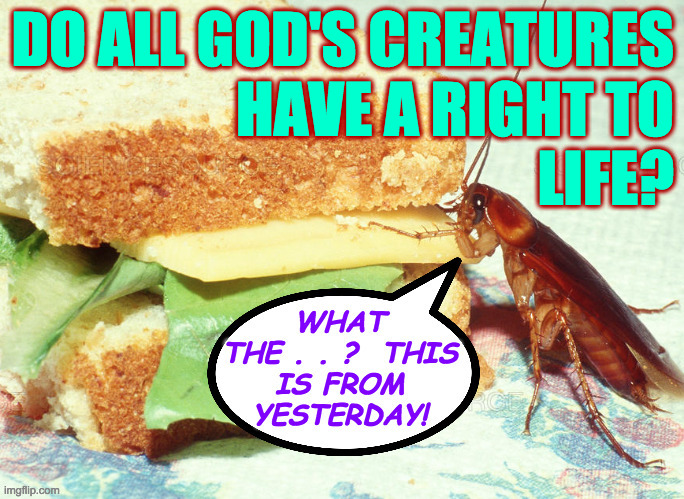 I'm saying no. | DO ALL GOD'S CREATURES
HAVE A RIGHT TO
LIFE? | image tagged in memes,right to life,cockroach no,change my mind | made w/ Imgflip meme maker
