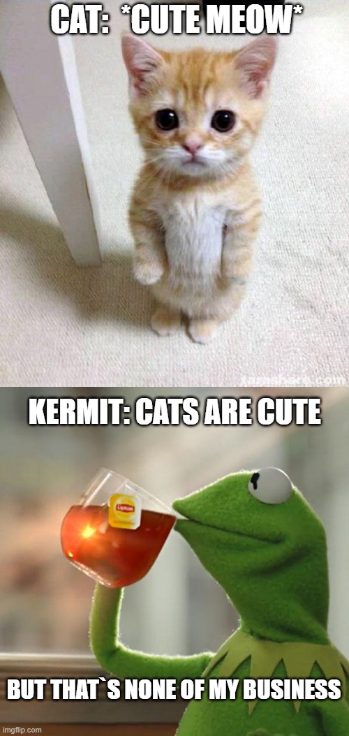 cats are so cute. | CAT:  *CUTE MEOW*; KERMIT: CATS ARE CUTE; BUT THAT`S NONE OF MY BUSINESS | image tagged in memes,cute cat,but that's none of my business | made w/ Imgflip meme maker