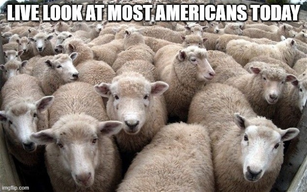 #Merica | LIVE LOOK AT MOST AMERICANS TODAY | image tagged in sheeple | made w/ Imgflip meme maker